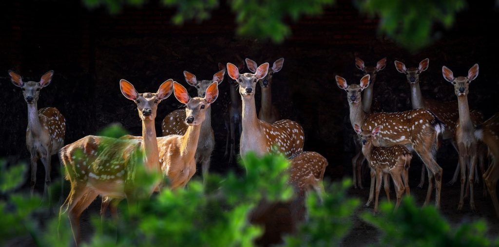 张金敏作品-觅颜社