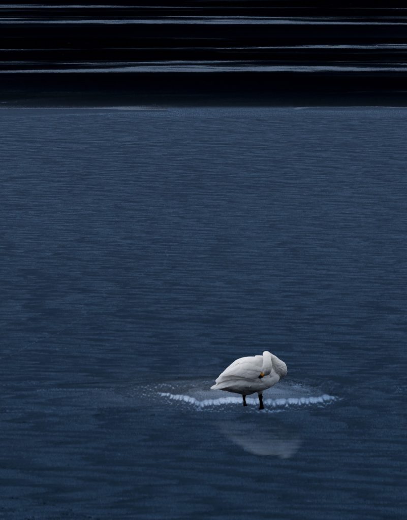图片[8]-张靖作品-觅颜社