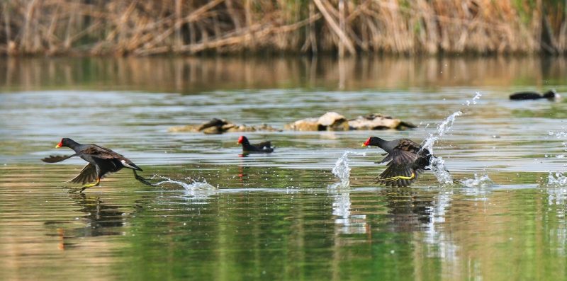 杨娃娃作品-觅颜社